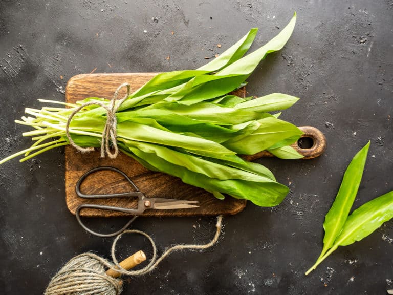 Bärlauchpesto aus dem Thermomix® – Grundrezept und leckere Tipps